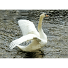 Beautiful Swan in Water - Animals - 3D Lenticular Postcard Greeting Card