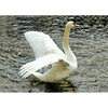 Beautiful Swan in Water - Animals - 3D Lenticular Postcard Greeting Card