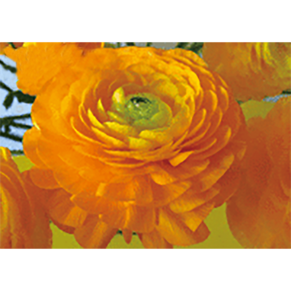 Buttercup - Flower - 3D Lenticular Postcard Greeting Card