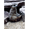 Meerkat or Suricate - 3D Lenticular Postcard Greeting Card