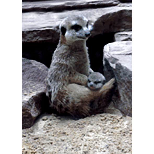 Meerkat or Suricate - 3D Lenticular Postcard Greeting Card