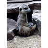 Meerkat or Suricate - 3D Lenticular Postcard Greeting Card