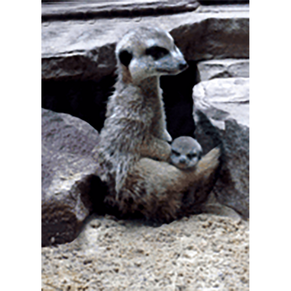 Meerkat or Suricate - 3D Lenticular Postcard Greeting Card