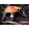 Toadstool (Mushroom) - 3D Lenticular Postcard Greeting Card