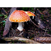 Toadstool (Mushroom) - 3D Lenticular Postcard Greeting Card