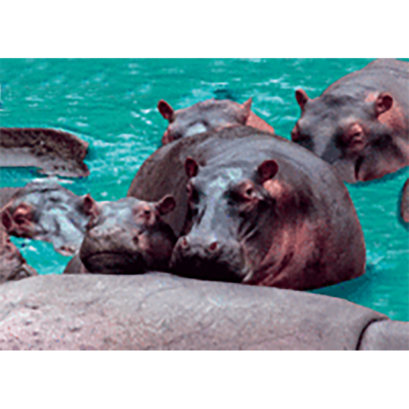 Hippopotamus and Baby - 3D Lenticular Postcard Greeting Card