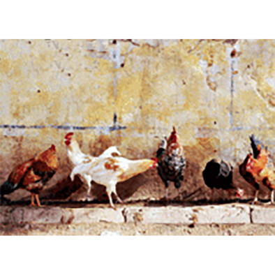 Roosters and Chickens - 3D Lenticular Postcard Greeting Card