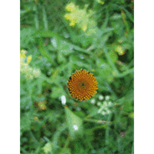 Oxeye Daisy - Flowers - 3D Action Lenticular Postcard Greeting Card