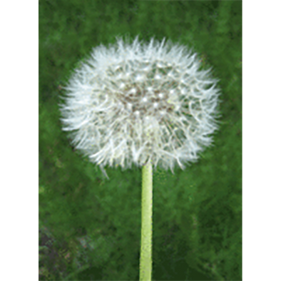 Dandelion Animated - Gets Blown Away - 3D Action Lenticular Postcard Greeting Card