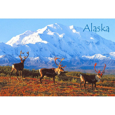 CARIBOU - ALASKA - 3D Magnet for Refrigerator, Whiteboard, Locker