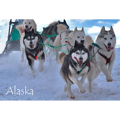 SLED DOGS - ALASKA - 3D Magnet for Refrigerators, Whiteboards, and Lockers - NEW