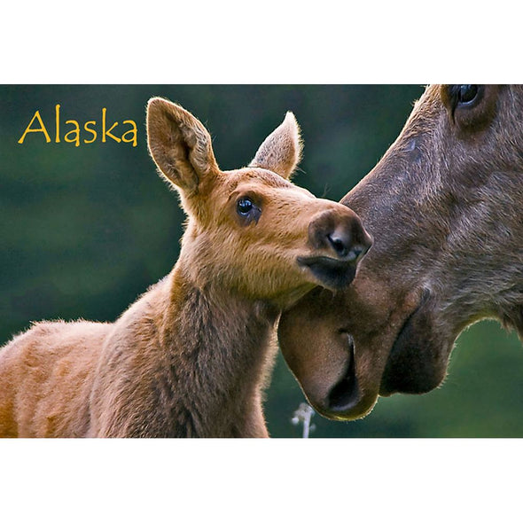 MOOSE AND CALF - ALASKA - 3D Magnet for Refrigerators, Whiteboards, and Lockers - NEW