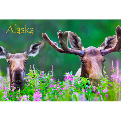 MOOSE IN FIREWEED - ALASKA - 3D Magnet for Refrigerators, Whiteboards, and Lockers - NEW