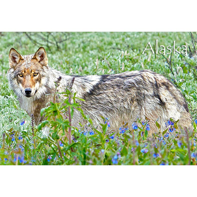 WOLF AND FLOWERS - ALASKA - 3D Magnet for Refrigerators, Whiteboards, and Lockers - NEW