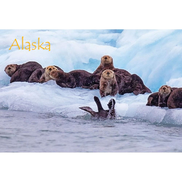 SEALS & OTTERS - ALASKA - 2 Image 3D Flip Magnet for Refrigerators, Whiteboards, and Lockers - NEW