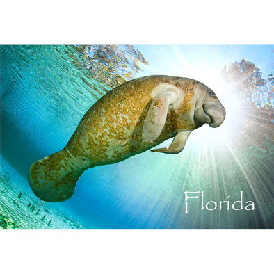 MANATEE - 3D Magnet for Refrigerators, Whiteboards, and Lockers - NEW