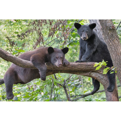 BLACK BEARS IN TREE - 3D Magnet for Refrigerator, Whiteboard, Locker