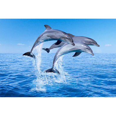 DOLPHINS JUMPING - 3D Magnet for Refrigerator, Whiteboard, Locker