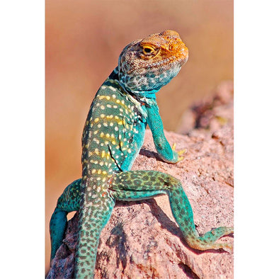 COLLARED LIZARD - 3D Magnet for Refrigerator, Whiteboard, Locker