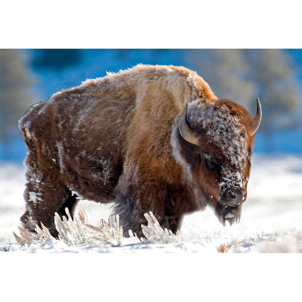 BISON IN THE SNOW - 3D Magnet for Refrigerator, Whiteboard, Locker