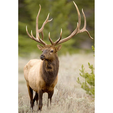 ELK, ROCKY MOUNTAIN - 3D Magnet for Refrigerator, Whiteboard, Locker