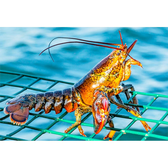 LOBSTER - 3D Magnet for Refrigerator, Whiteboard, Locker