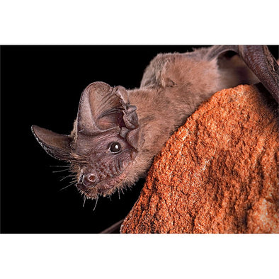 FREE-TAILED BAT - 2 Image 3D Magnet for Refrigerator, Whiteboard, Locker