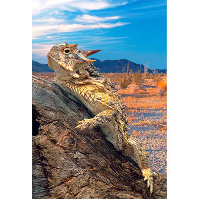 HORNED LIZARD - 3D Magnet for Refrigerator, Whiteboard, Locker