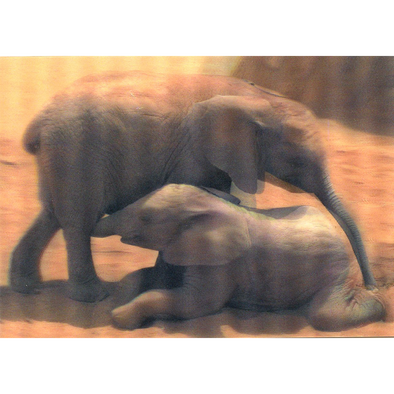 Elephant Babies - 3D Lenticular Postcard Greeting Card
