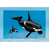 Orca - Killer Whale - 3D Action Lenticular Postcard Greeting Card