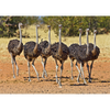 Ostrich egg and flock - 3D Action Lenticular Postcard Greeting Card - NEW