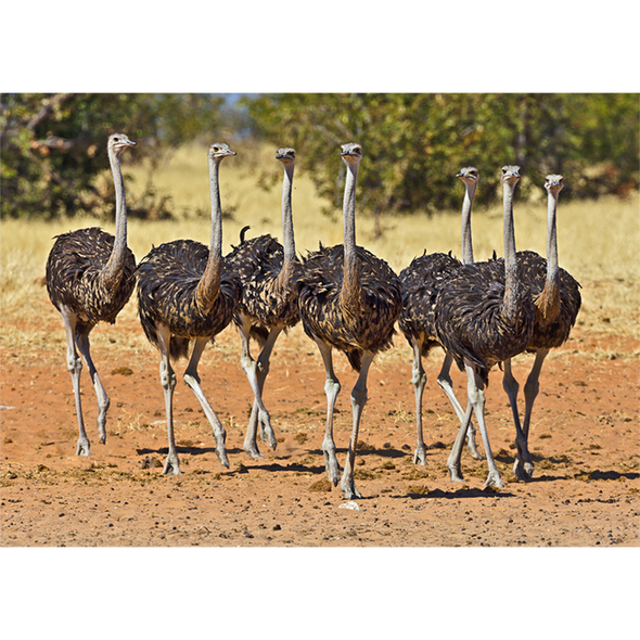 Ostrich egg and flock - 3D Action Lenticular Postcard Greeting Card - NEW