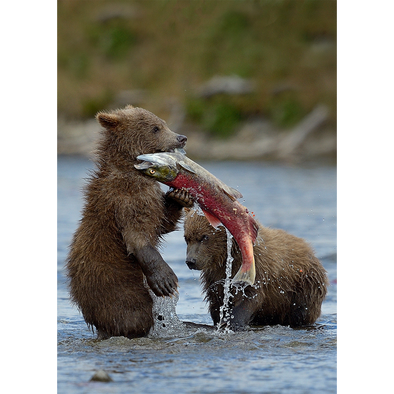 Grizzly bear cubs with salmon - 3D Lenticular Postcard Greeting Card - NEW