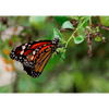 Monarch Butterfly Beating Wings - 3D Action Lenticular Postcard Greeting Card