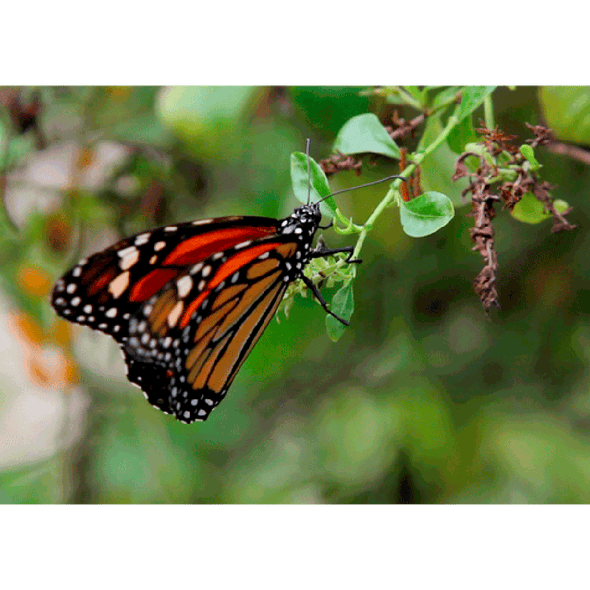 Monarch Butterfly Beating Wings - 3D Action Lenticular Postcard Greeting Card