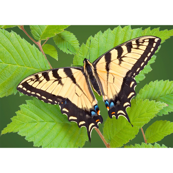 Swallowtail Butterfly  - 3D Lenticular Postcard Greeting Card