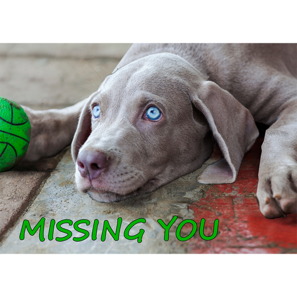 Missing You - Waimaran Dog - 3D Lenticular Postcard Greeting Card